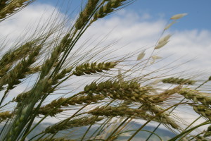 Grano di Solina